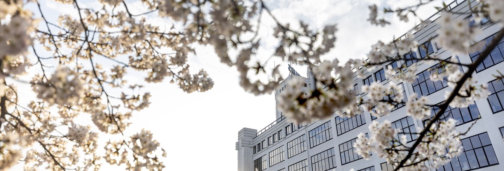 blossom tree in front of white building