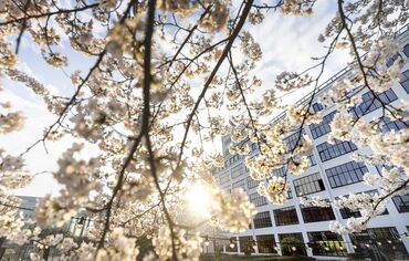 Fleurs blanches entourant la façade blanche du bâtiment au coucher du soleil.